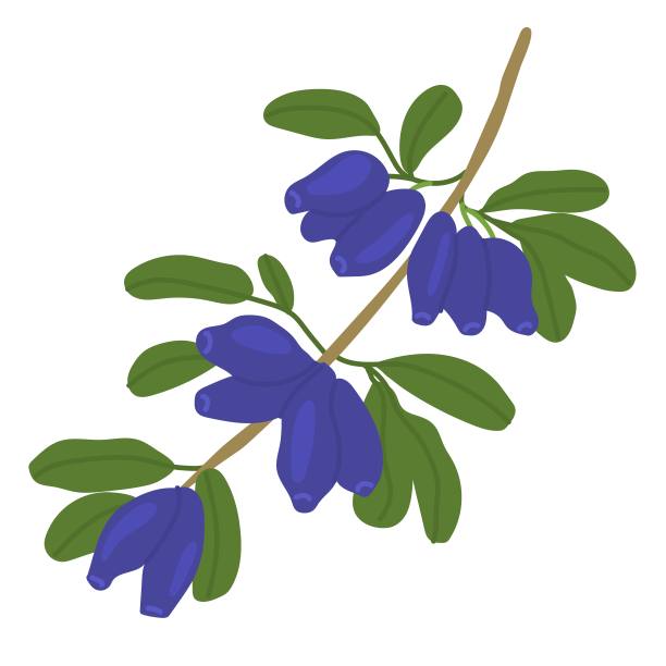 有金银花浆果的小枝。天然收获，健康产品，茶叶配料。孤立的元素。平面风格在矢量插图。用于生态市场和健康食品包装或婚礼装饰。图片下载