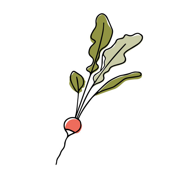 萝卜。自家菜园里的春季蔬菜。矢量插图。线条艺术与色彩。图片下载