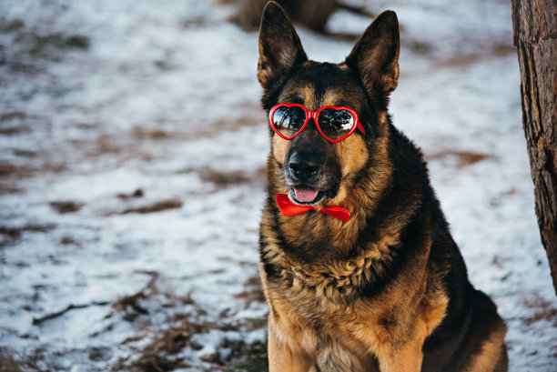 牧羊犬穿着红色领结和心形眼镜。图片下载