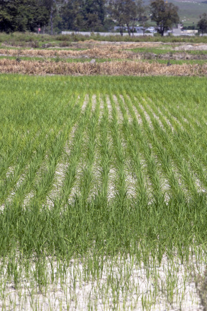 种植水稻的特写图片下载