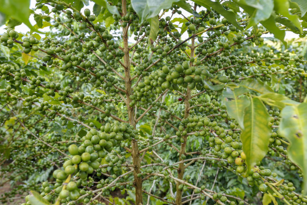大量咖啡豆的特写镜头图片下载