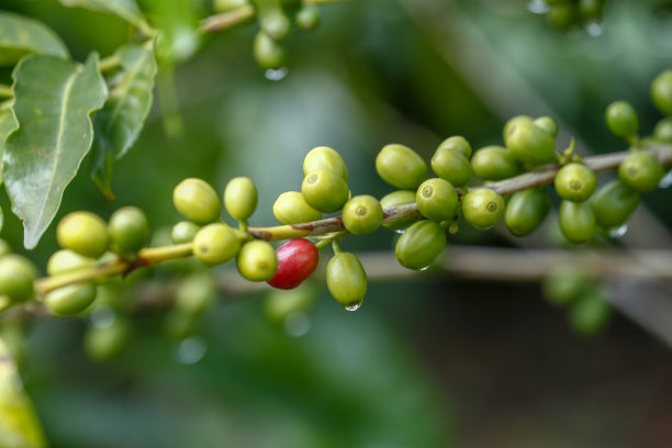 树上有露珠的咖啡豆图片下载