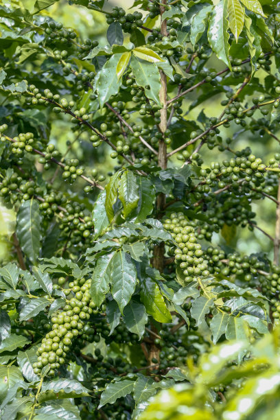 大量咖啡豆的特写镜头图片下载