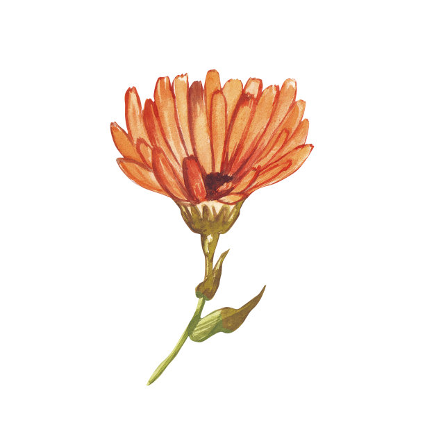 水彩手绘金盏花。金盏菊属植物和金盏菊叶。化妆品和医药工厂。适用于化妆品、医药、治疗、香薰、护理。金盏花或雏菊花。图片下载