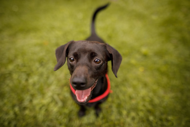 黑色混血狗微笑的头部照片图片下载