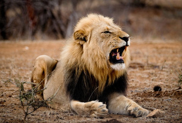 狮子咆哮图片下载