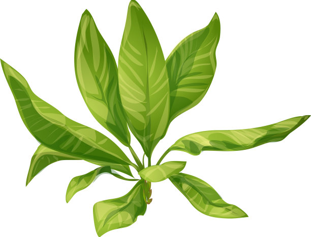 芭蕉叶图标卡通热带棕榈图片下载