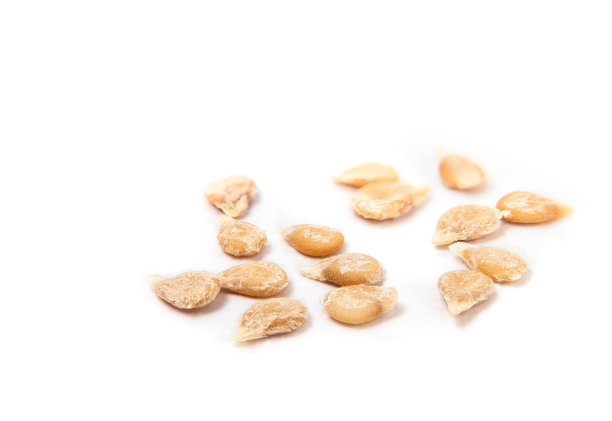 灌木樱桃番茄种子，在春季开始番茄植株，宏观。图片下载