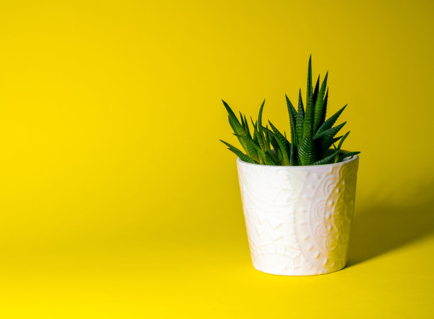 绿色多肉植物生长在白色的花盆，室内植物在白色的花盆站在黄色统一的背景，孤立，正面，复制空间图片下载