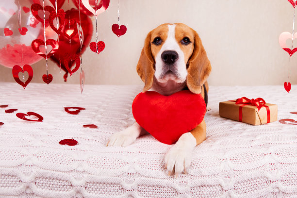 白格子布上的小猎犬和红心枕头。房间里装饰着气球，这是礼物。情人节贺卡，生日贺卡，婚礼贺卡图片下载