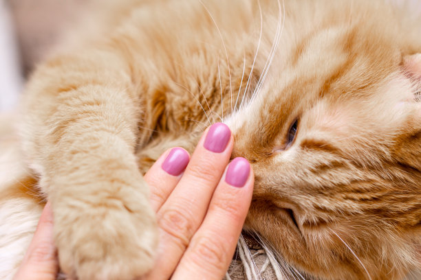 紫色的指甲图片下载