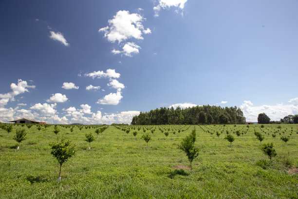 种植橙子和幼树图片下载