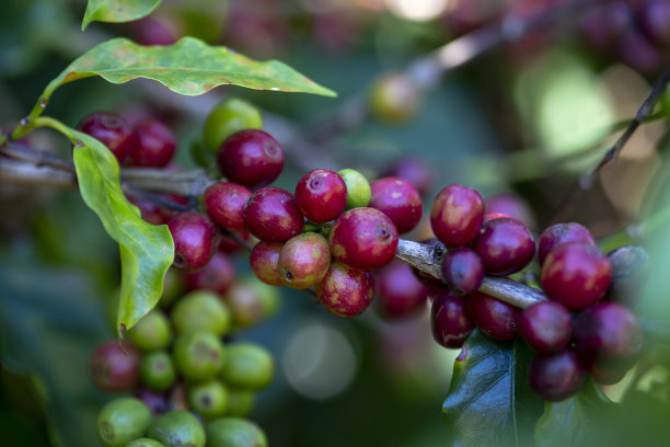 树上成熟的咖啡豆的特写图片下载