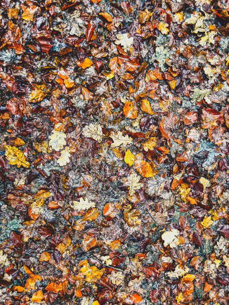 秋叶在地面上作为纹理或背景。图片下载