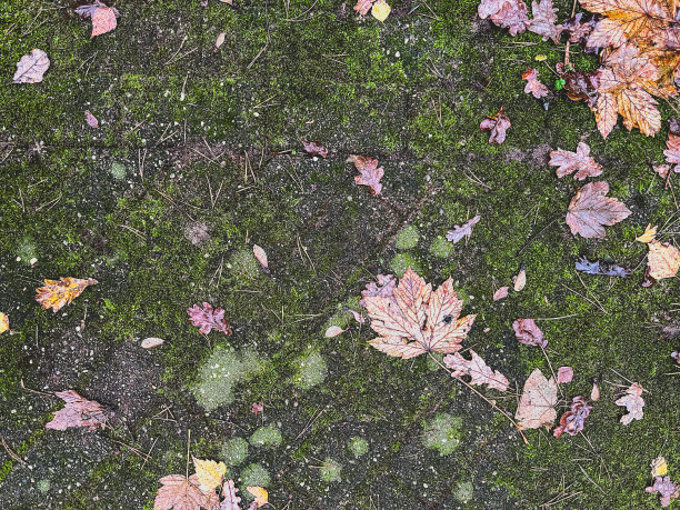 森林里铺好的地面上有苔藓和一些树叶。图片下载
