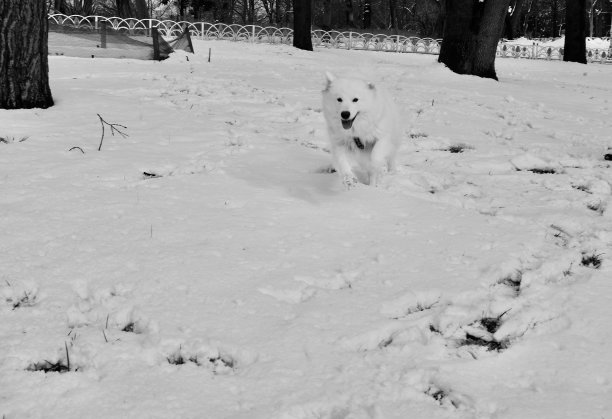 萨摩耶小狗在雪地里奔跑图片下载