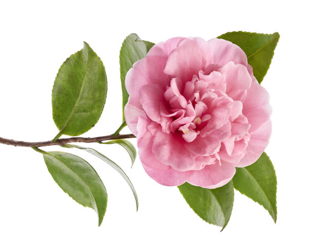 粉红色的山茶花，山茶花盛开的叶子孤立在白色的背景上，与修剪路径图片下载