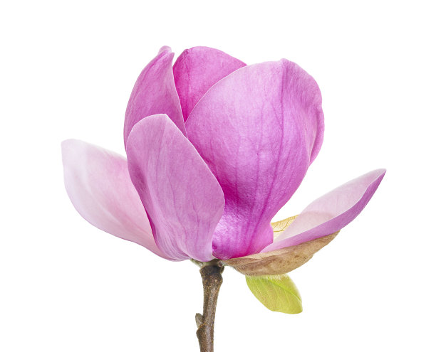 紫玉兰花，玉兰花孤立在白色背景上，带剪枝路径图片下载