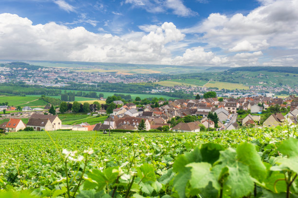 在法国兰斯蒙塔尼的香槟葡萄园里，一排排的葡萄。图片下载