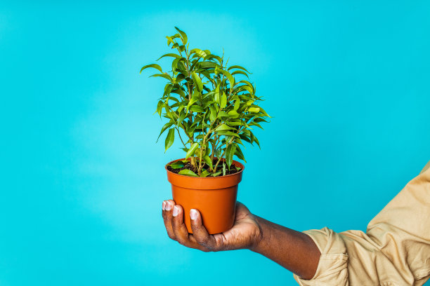 巴西园丁男人拿着工作室蓝色背景的花园项目图片下载