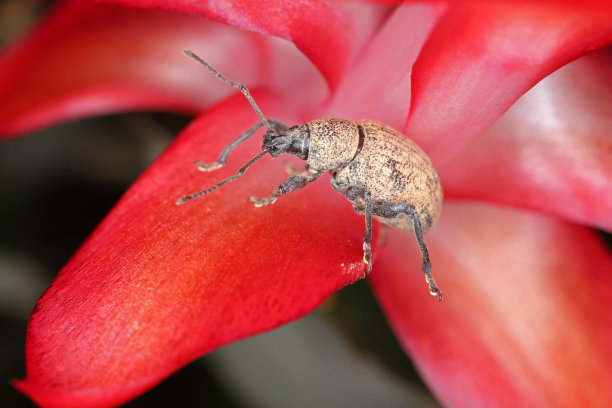 在家中的盆花上栖息的Otiorrhynchus甲虫(有时为Otiorrhynchus)。其中很多是黑藤象鼻虫。沟状或草莓根象鼻虫-O。卵虫是重要的害虫。图片下载
