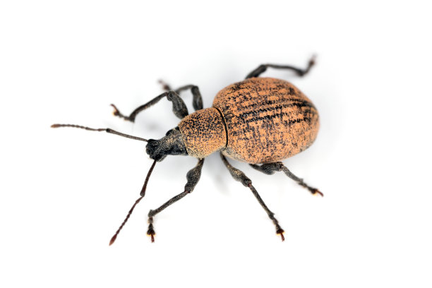 耳喙科的甲虫(有时耳喙科)孤立在白色背景上。其中很多是黑藤象鼻虫。沟状或草莓根象鼻虫-O。卵虫是重要的害虫。图片下载
