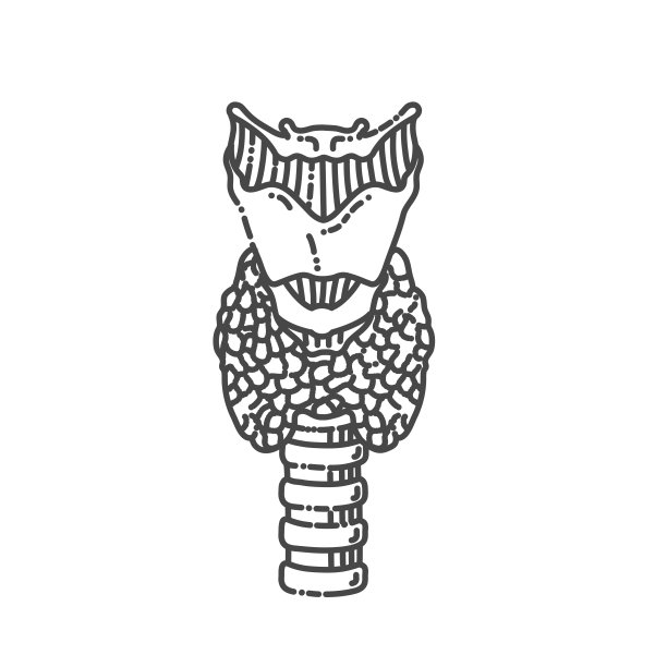甲状腺和气管的解剖学。内分泌学图片下载