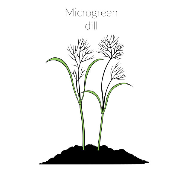 年轻microgreen莳萝图片下载
