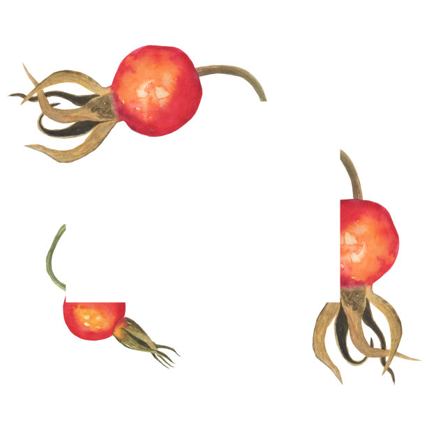 框架型，白色底色，孤立的玫瑰浆果色。水彩手绘插图。完美的食品设计，印刷，菜单装饰。图片下载