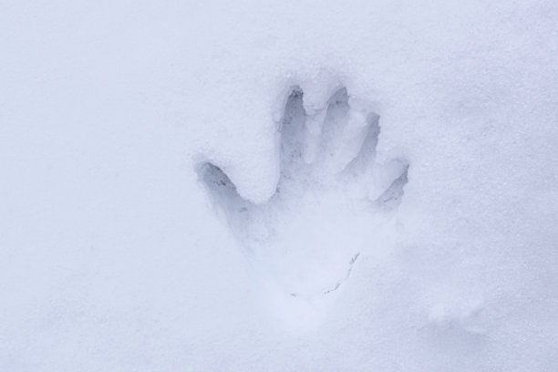 雪地上的男人的手印图片下载