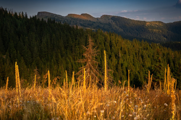 美丽的山草风景在日落图片下载