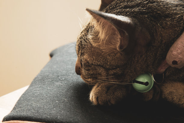 戴项圈的猫白天睡觉。图片下载