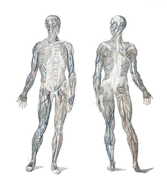 人类的消化系统。胃肠道加上消化的附属器官(舌头、唾液腺、胰腺、肝脏和胆囊)。人体消化复古或古色古香的手绘人体插画。图片下载