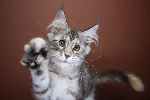 顽皮的小猫举起爪子好奇地看着图片下载