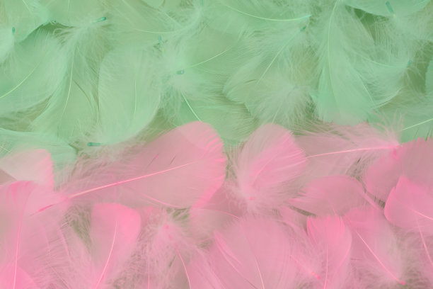 美丽的双色背景轻软绿色和粉红色的鸟羽毛，平躺图片下载
