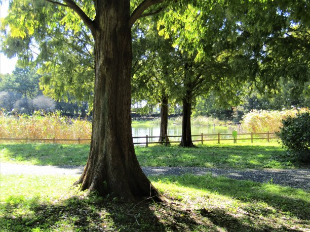 日本。十月底的美好夏日。公园里有个小池塘。图片下载
