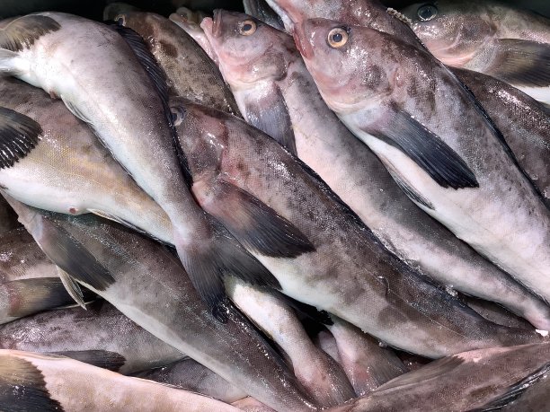 一堆肥肥的六线鱼图片下载