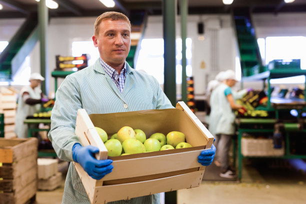 穿着蓝色制服的男性员工拿着箱子，箱子里装着挑选在分拣线上的新鲜成熟苹果图片下载
