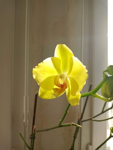 一个黄色蝴蝶兰花的近距离照片开放室内装饰美化花图片下载