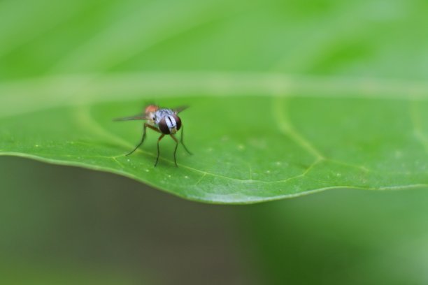 苍蝇落在树叶上时就会动翅膀。黑色的飞图片下载