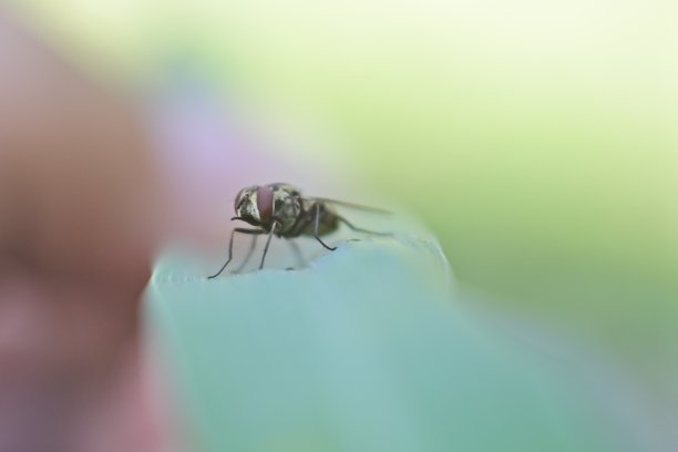 野苍蝇栖息在树叶上。特写和微距镜头图片下载