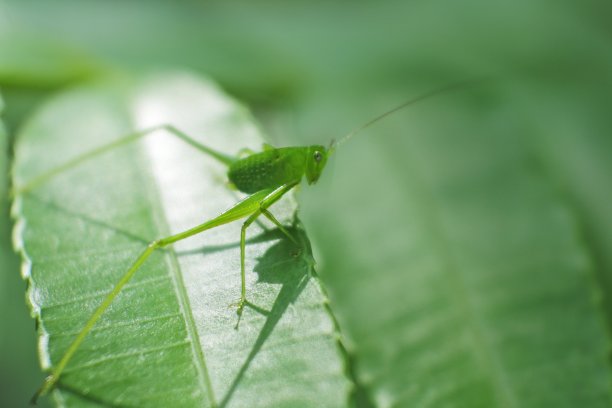 一个绿色蚱蜢在叶子上的宏观图像。自然背景和蚱蜢特写肖像图片下载