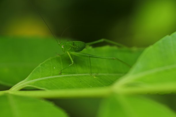 一个绿色蚱蜢在叶子上的宏观图像。自然背景和蚱蜢特写肖像图片下载