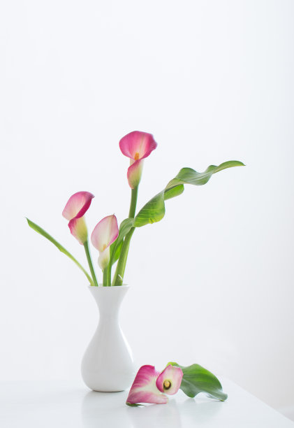 粉红色马蹄莲在花瓶上白色的背景图片下载