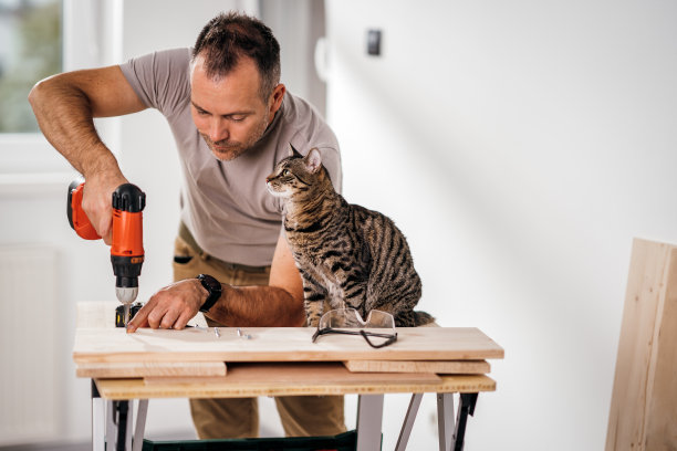 在宠物的帮助下发挥创意图片下载