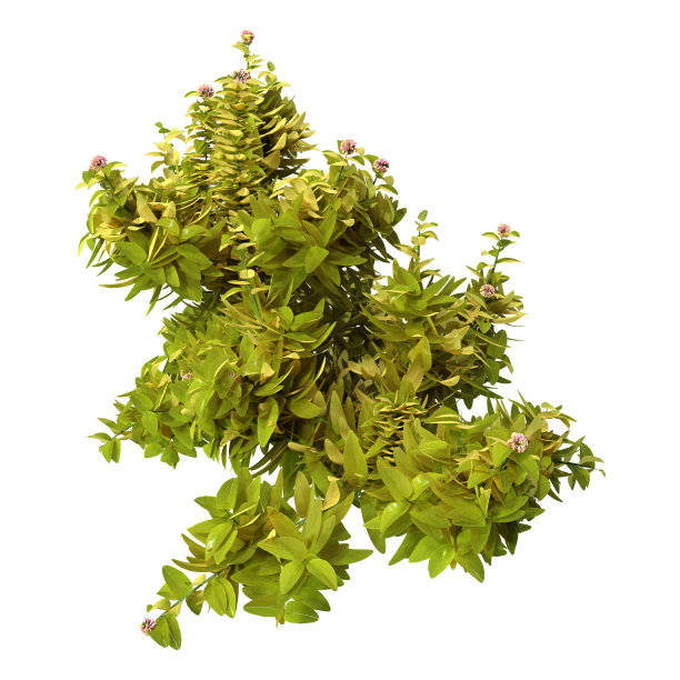 3D渲染在白色的牛至植物图片下载