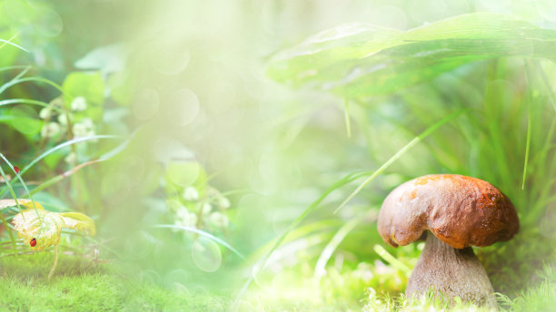 没有焦点的森林背景与牛肝菌。软选择聚焦图片下载