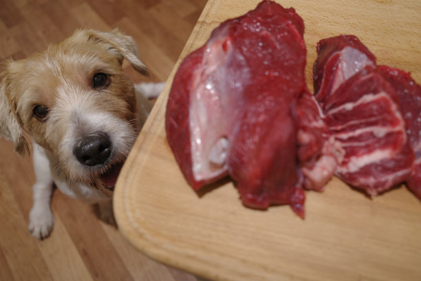 一只饥饿有趣的毛茸茸的小狗坐在那里等待生肉。幽默。图片下载