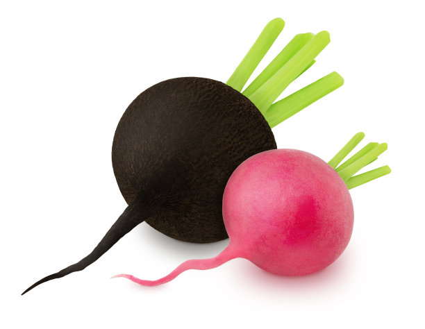 组成与新鲜的整个粉红色和黑色萝卜孤立在一个白色的背景。图片下载
