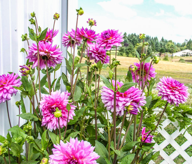 粉色大丽图片下载